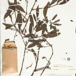 Phoradendron pellucidulum Leaf