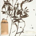 Phoradendron pellucidulum Hoja