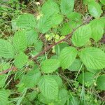 Rubus nigricans 其他