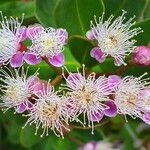 Syzygium ngoyense Blüte