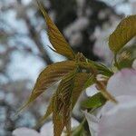 Prunus × yedoensis Blad