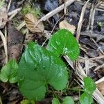 Viola × melissifolia Leaf