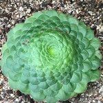 Aeonium tabulaeforme Хабит