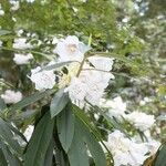 Rhododendron morii Blüte