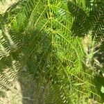 Jacaranda cuspidifolia Hoja