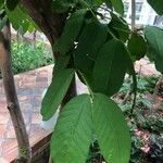 Psidium guajava 葉