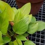 Homalomena lindenii Leaf
