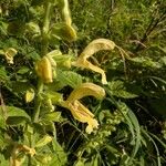 Salvia glutinosa Flower