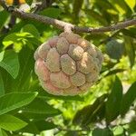 Annona squamosa 果實