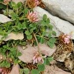 Trifolium thalii পাতা