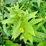 Lysimachia quadrifolia Leaf