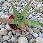 Aloe maculata Leaf