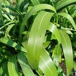 Sorghum halepense Leaf