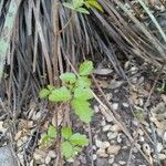 Toxicodendron diversilobum Hoja