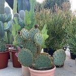 Opuntia aciculata Ліст