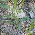 Astragalus hypoglottis Blad