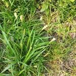 Carex laevigata Habit