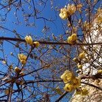 Chimonanthus praecox Цветок