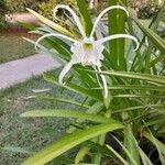 Hymenocallis liriosme Virág