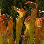 Sarracenia rubra Alkat (teljes növény)