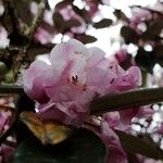 Rhododendron argyrophyllum Flower