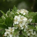 Pyrus syriaca Květ