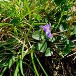 Viola rupestris Habitus