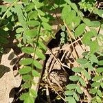 Astragalus hypoglottis Blad