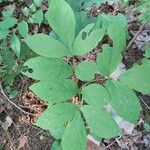 Aralia nudicaulis Φύλλο