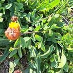 Trifolium badium Yeri