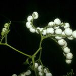 Heliotropium ulei Fruit