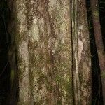 Micropholis trunciflora Bark