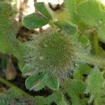 Trifolium cherleri Fruit