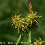 Carex lepidocarpa Flor