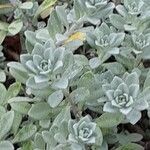 Alyssum montanum Leaf