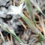 Dianthus arenarius Fleur