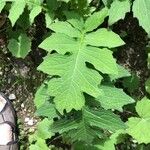 Cirsium alsophilum Leaf