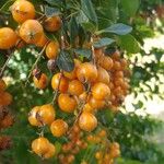 Duranta erecta Fruit