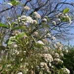 Viburnum carlesiiफूल