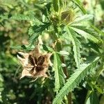 Hibiscus cannabinus Fruit