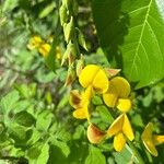 Crotalaria retusa Blomst