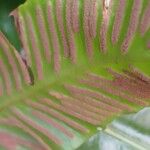 Asplenium scolopendrium Mbuma