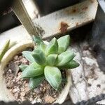 Pachyphytum compactumপাতা