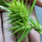 Carex lupulina Blodyn