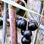 Ribes nigrum Frucht