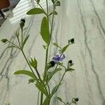 Trichostema dichotomum Flor