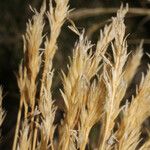 Cinnagrostis vicunarum Fruct