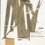 Bactris acanthocarpoides Folla