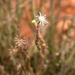 Kleinia anteuphorbium Flower