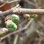 Corylus cornuta 叶